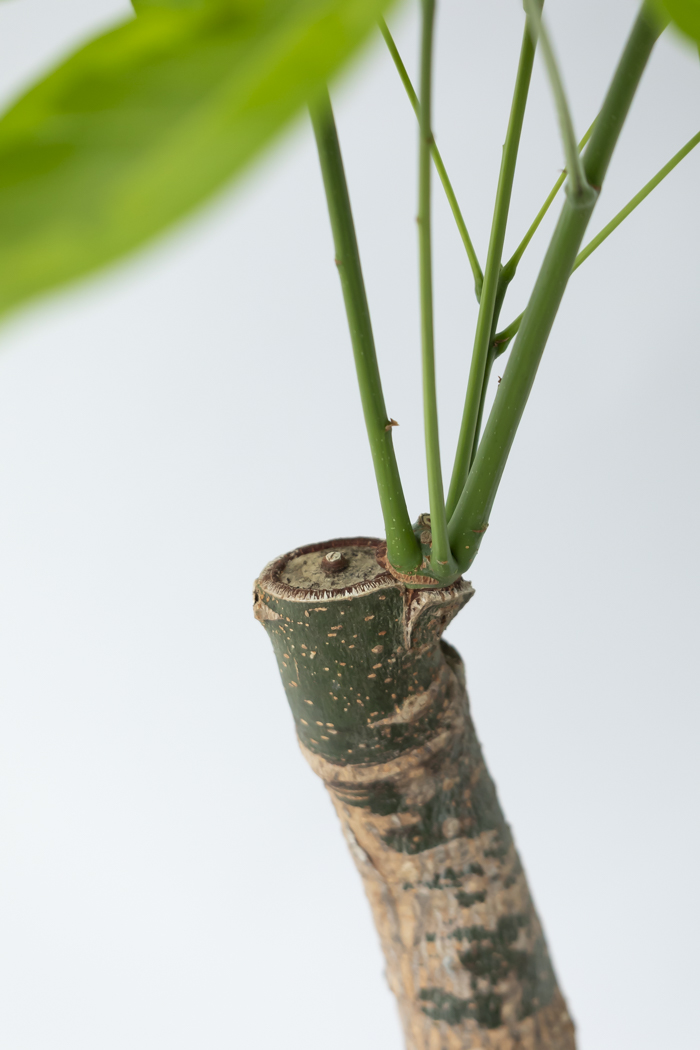 観葉植物 パキラ ムーンライト（8号鉢）｜HanaPrime（ハナプライム）