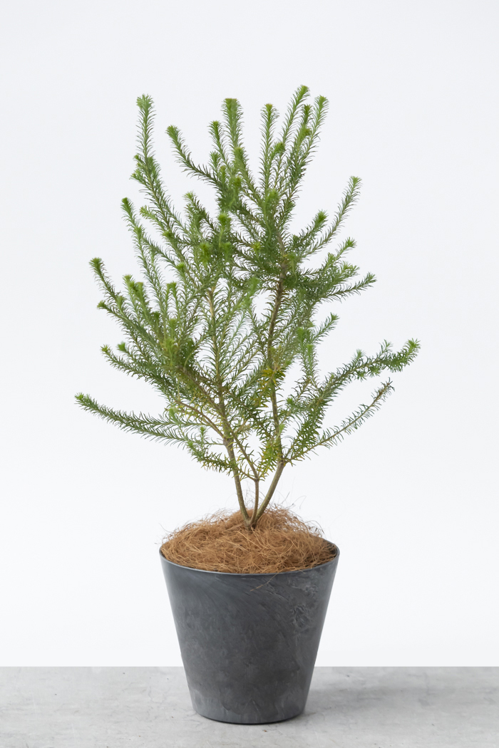 観葉植物 ヒース バンクシア（6号鉢）｜HanaPrime（ハナプライム）