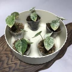 MS14 5株セットアロカシア・ドラゴンスケール・ミント・バリエガータ