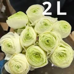 ラナンキュラス ビクトワール 28センチ位10本❲切り花生花バラ❳3