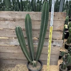 即購入OK越冬済 柱サボテン 鬼面角 発根 ドライガーデン ロック