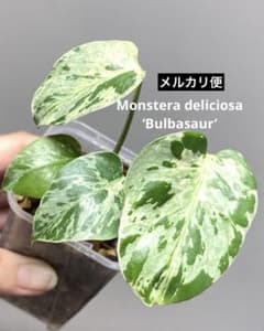 全葉斑入り‼️】モンステラ デリシオーサ バルバソー フシギダネ