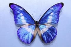 m20099235275_1.jpg?1744719543