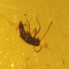 AB054虫入り琥珀化石 ミャンマーカムティかタナイ9900万年前 - メルカリ