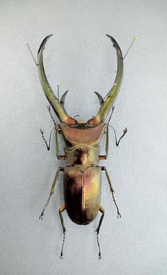 大型 エラフスホソアカクワガタ♂野外標本 - メルカリ