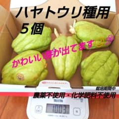 ハヤトウリ 隼人瓜 種 5個 ※無農薬 1003g - メルカリ