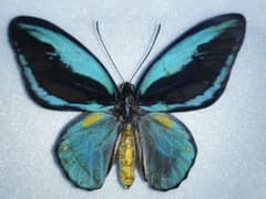 m36030905738_1.jpg?1721823561