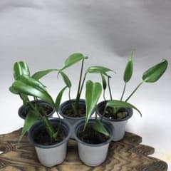 MS504 モンステラ バールマルクスフレーム5株セット - メルカリ