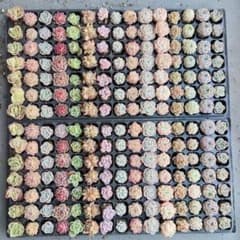 プラグ苗210個セット✨多肉植物 エケベリア 詰め合わせ 寄せ植えに