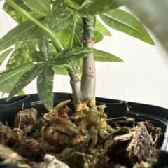 202603 希少なパキラ・ミルキーウェイ 実生 - メルカリ