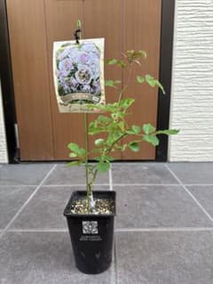 m32737368616_1.jpg?1745490728