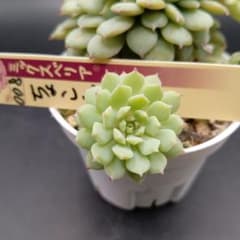 多肉植物 ちょこん カット苗 ミックスベリアおらいさん苗 - メルカリ