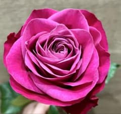 人気 切花品種 オール4ラブ 大輪 四季咲 バラ苗 - メルカリ