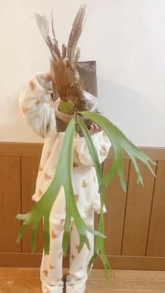 大株ビカクシダ ウィリンキーwild