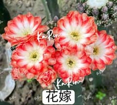 26-花嫁 超人気花サボテン ロビビア属 複色咲き 小型品種開花株 カキコ