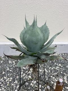 特選 アガベ オバティフォリア大株 実生 優良株 フロスティブルー