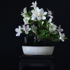 明美の月】さつき盆栽皐月 - メルカリ