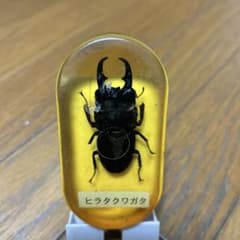 ヒラタクワガタの標本 - メルカリ