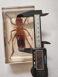 リオック 樹脂標本 オバケコロギスウェイト - メルカリ