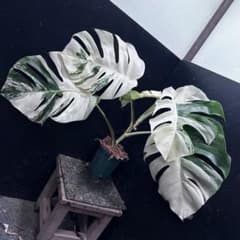 D*l様 斑入りモンステラ ホワイトタイガー極美大株56cm白斑多 - メルカリ