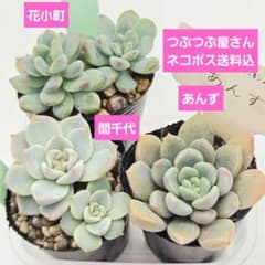 ㉖あんず❣️花小町❣️誾千代❣️発根済!つぶつぶ屋さん ネコポス送料