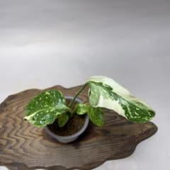 Q61 品種保証 【希少】モンステラ・エレクトロライト 美株 斑入り 希少