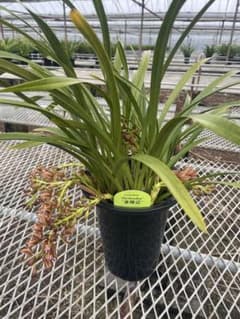 R8年キンリョウヘン花芽7本#5 - メルカリ