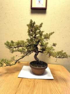 糸魚川真柏盆栽‼️黒松五葉松 - メルカリ