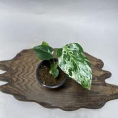 q42品種保証！斑入り保証！Bulbasaurモンステラ バルバソー フシギダネ