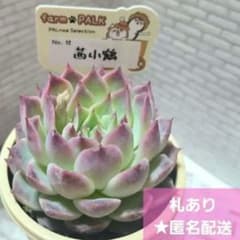 多肉植物 farmPALK ファームパルク 茜小鶴 交配株 各1点 札つき - メルカリ