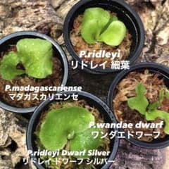 ビカクシダ リドレイ シルベリー マダガスカリエンセ ワンダエドワーフ