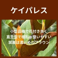 2026年最新】タイサンボク ケイパレスの人気アイテム - メルカリ