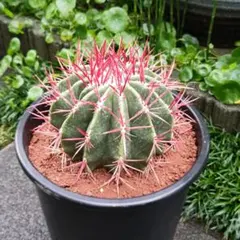 2026年最新】赤刺金冠竜の人気アイテム - メルカリ