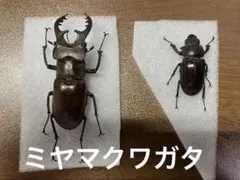 2026年最新】ミヤマクワガタ 標本の人気アイテム - メルカリ