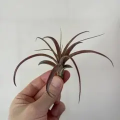 2026年最新】チランジア ラブノットの人気アイテム - メルカリ