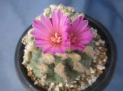 2026年最新】烏羽玉の人気アイテム - メルカリ