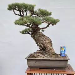 2026年最新】銀八房五葉松の人気アイテム - メルカリ