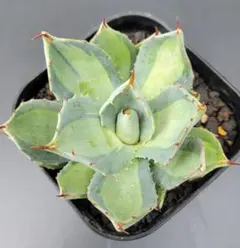 2026年最新】吉祥天錦の人気アイテム - メルカリ