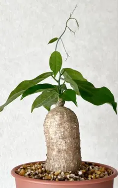 2026年最新】アデニアの人気アイテム - メルカリ