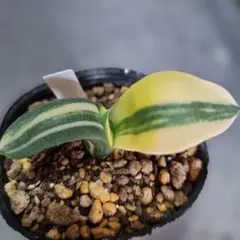 2026年最新】ガステリア 臥牛の人気アイテム - メルカリ