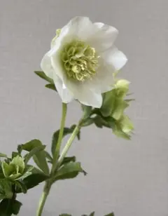 クリスマスローズ 認定！美黒姫 加藤農園 - メルカリ