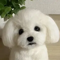 2026年最新】羊毛フェルト マルチーズの人気アイテム - メルカリ