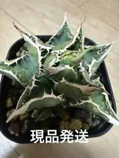 2026年最新】アガベ ブツブツの人気アイテム - メルカリ