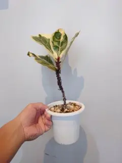 2026年最新】カシワバゴムノキの人気アイテム - メルカリ