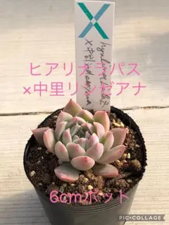 2026年最新】リンゼアナ 中里の人気アイテム - メルカリ