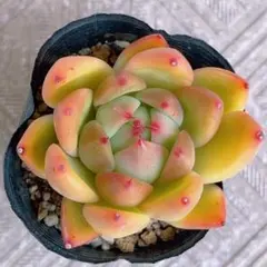 2026年最新】リンゼアナの人気アイテム - メルカリ