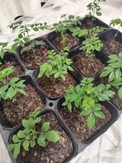 2026年最新】カレーリーフの人気アイテム - メルカリ