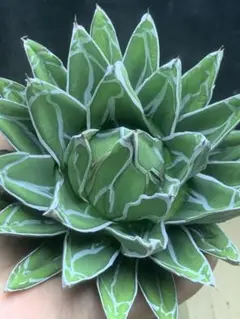 2026年最新】アガベ 姫笹の雪の人気アイテム - メルカリ