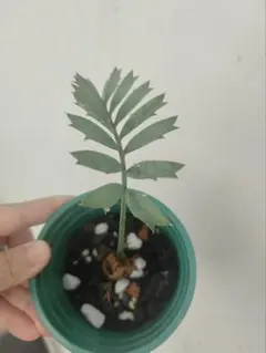 2026年最新】ホリダス エンセファラルトスの人気アイテム - メルカリ