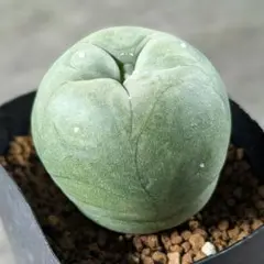 2026年最新】翠冠玉の人気アイテム - メルカリ